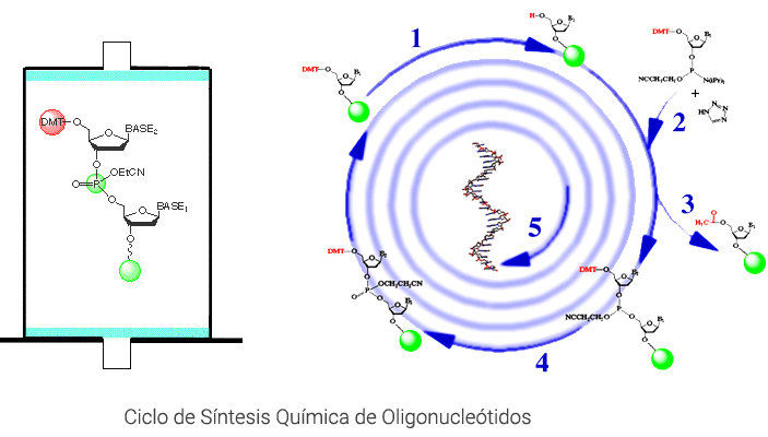 ciclosintesis